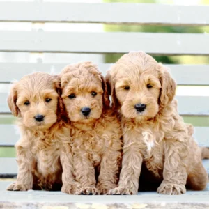 Mini Goldendoodle