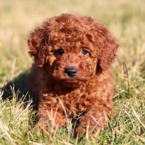 Mini Labradoodles