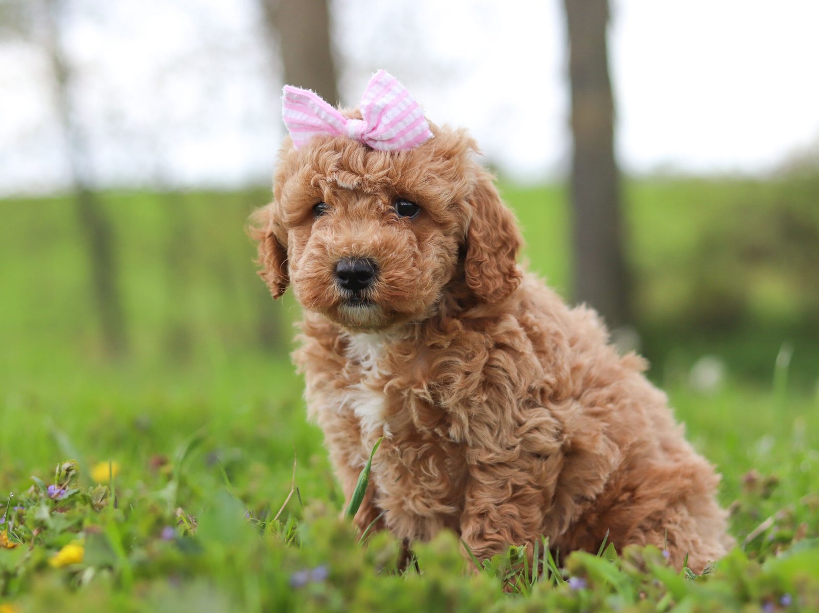 Flicka | ERBS Luxury Doodles - Pet Lovers & Farm Owners