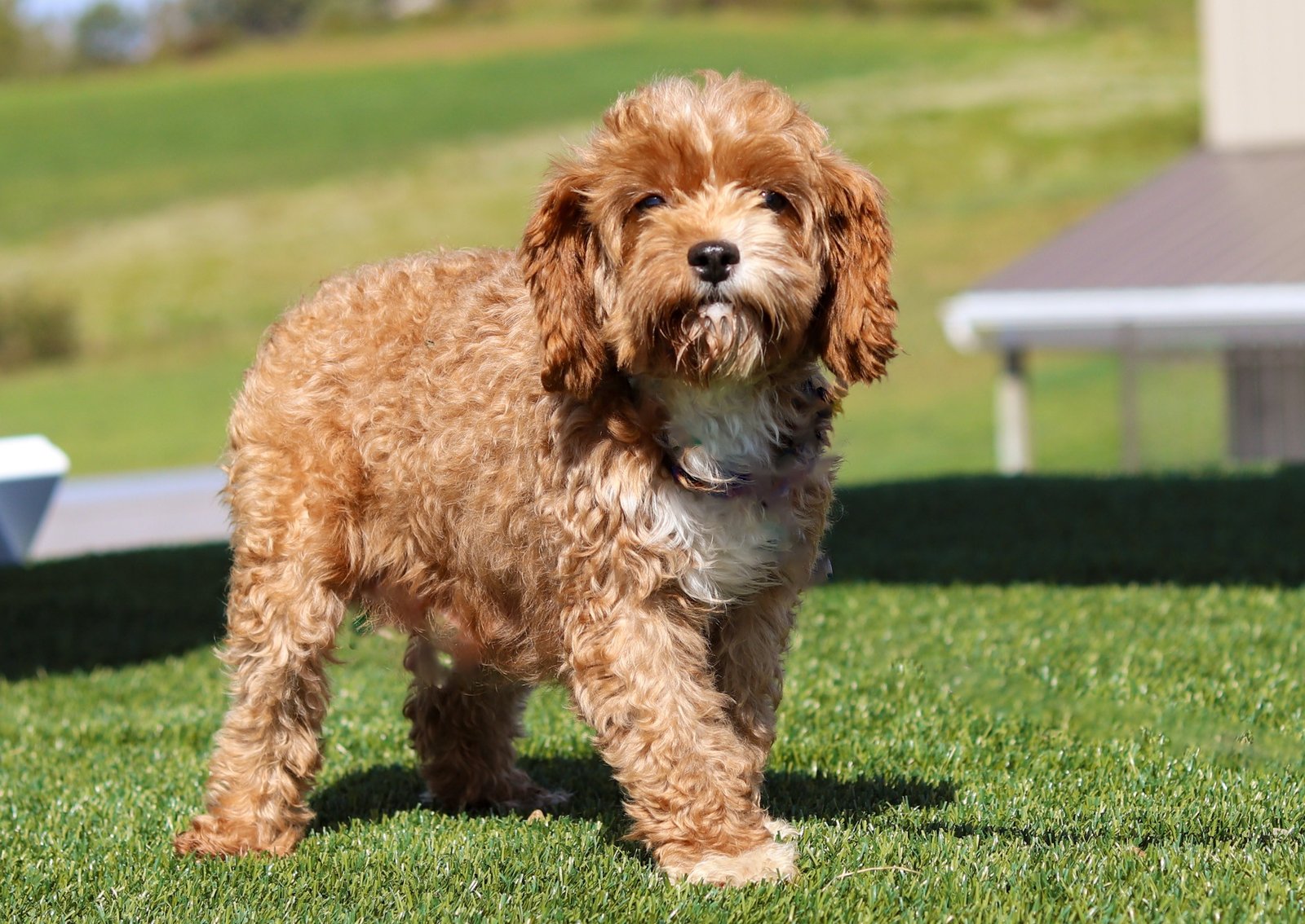 Brandy Cavapoo-9lbs.