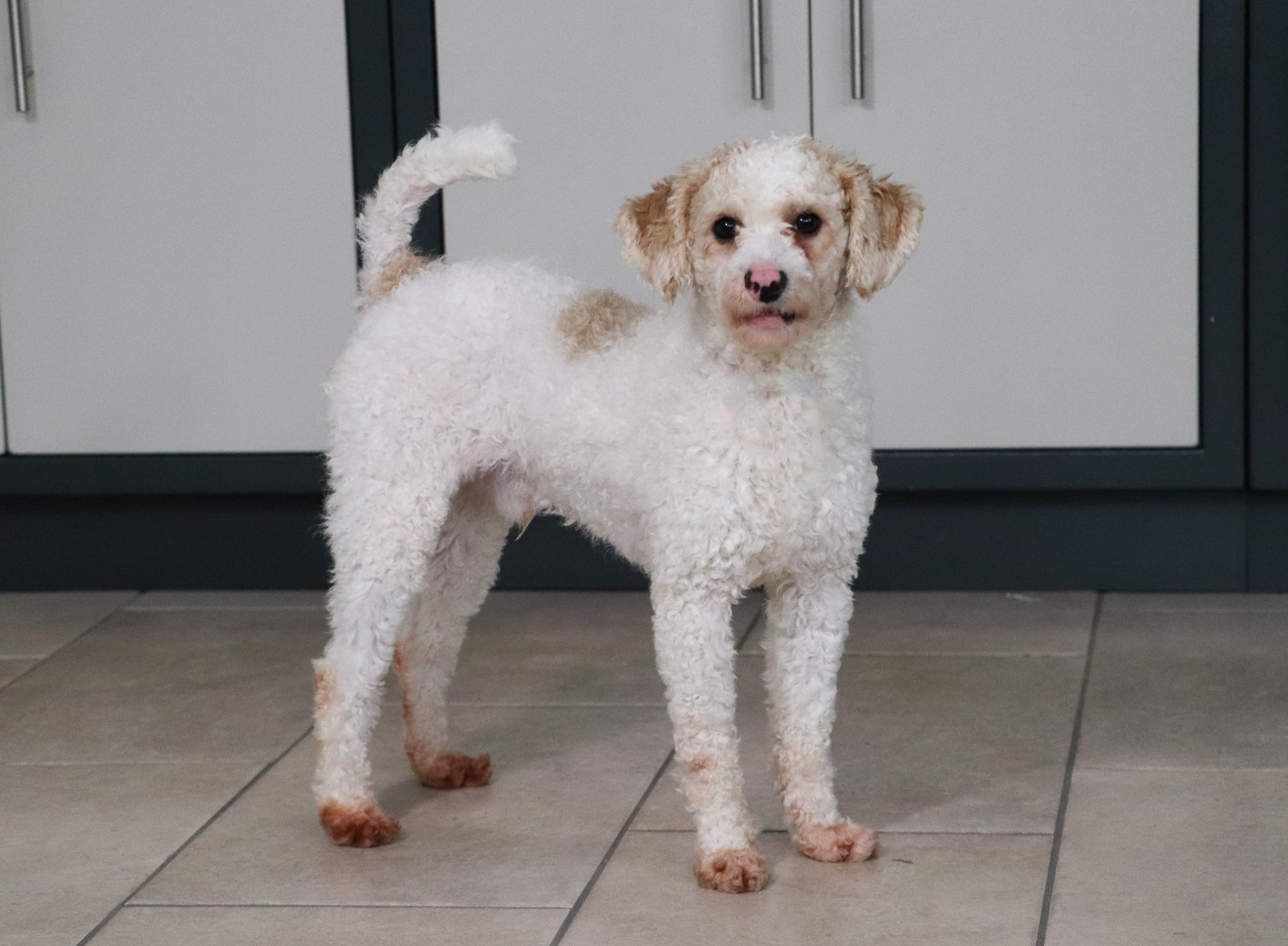 Frisky Poodle 15lbs