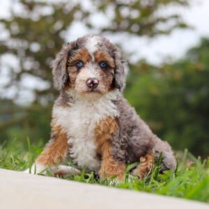 Mini Bernedoodle