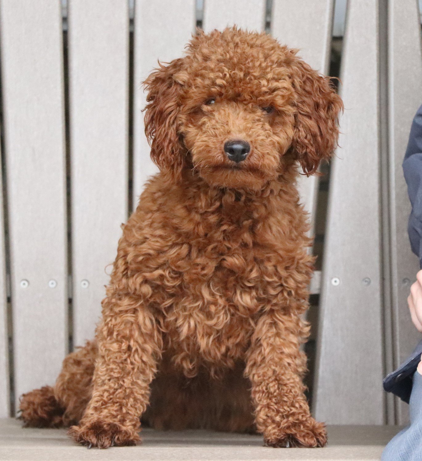 Alex.Minipoodle.8lbs Alex.Minipoodle.8lbs