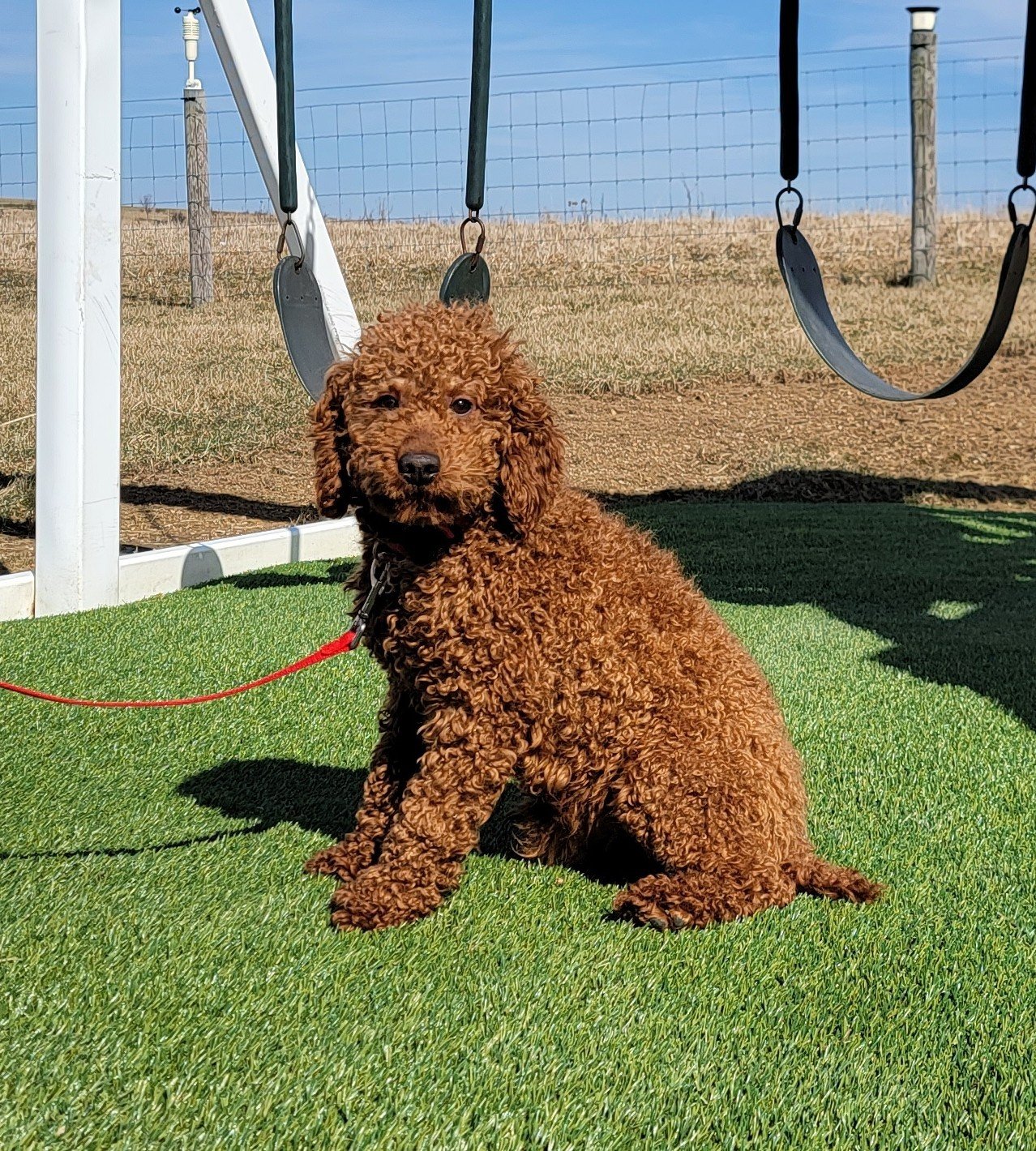 Rusty Male Mini Poodle 22 lbs2