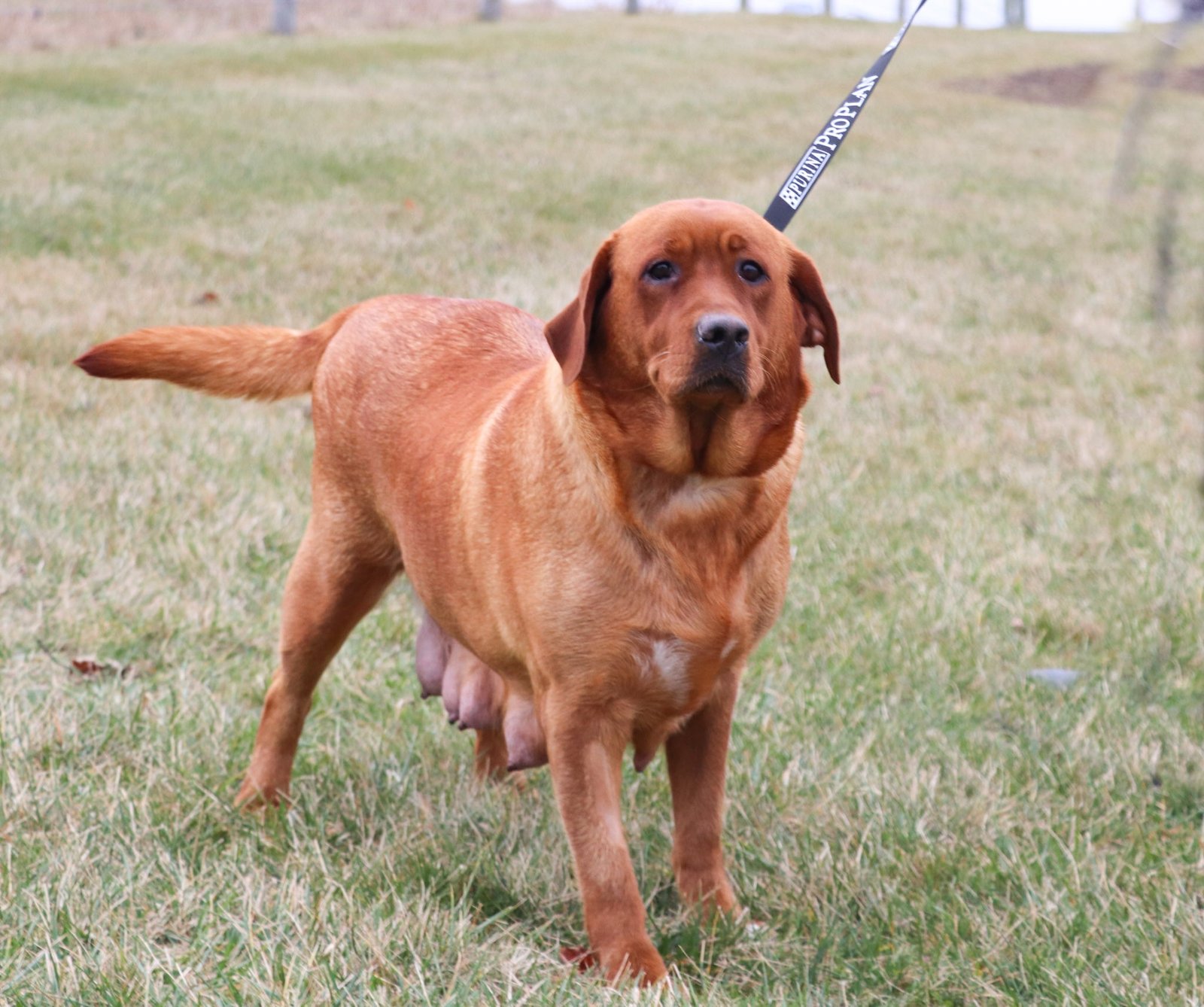 Storm Labrador Retriever 100lbs AKC -1