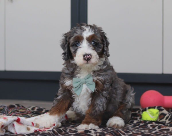 Sawyer - Image 2