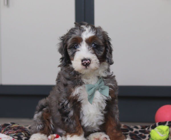 Sawyer - Image 3