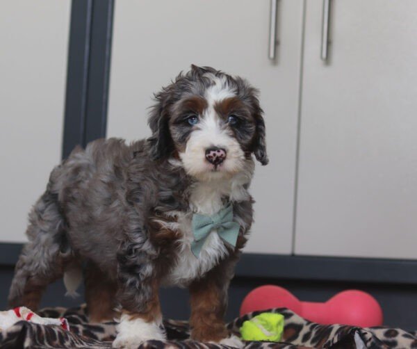 Sawyer - Image 4
