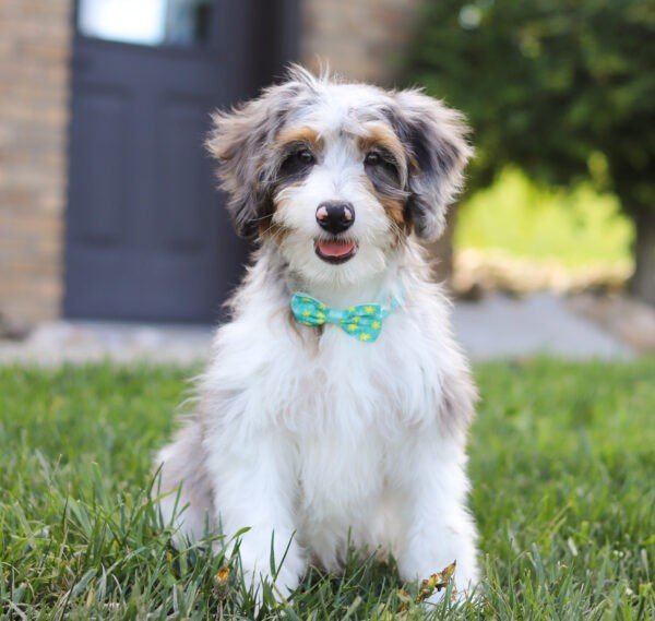 Archie