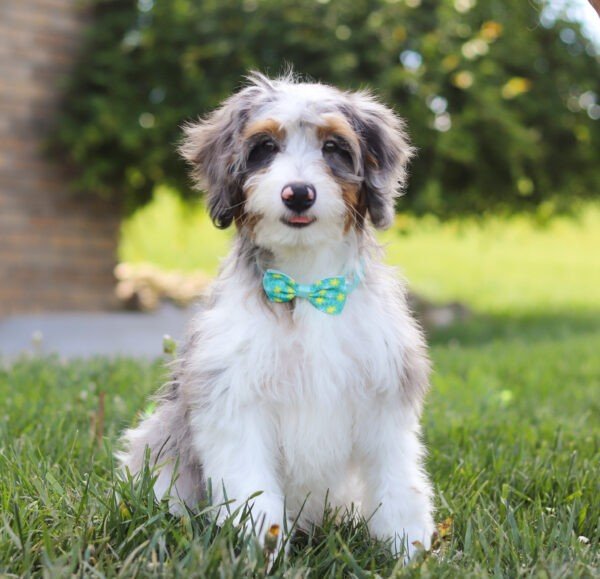 Archie - Image 2