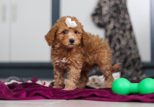 Buttercup - Image 4