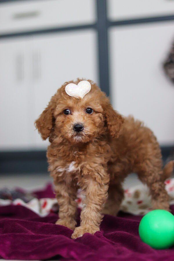 Buttercup - Image 3
