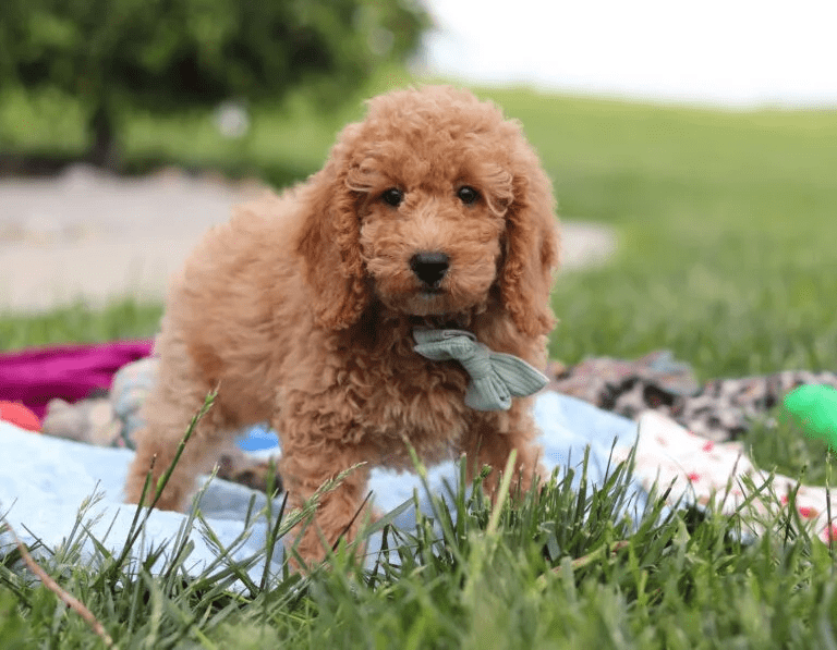 Brown, female, mini Goldendoodle puppy, mini Goldendoodle puppies for sale, mini Goldendoodles for sale in Ohio
