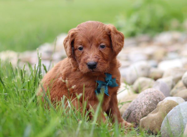 Brown, male, mini Goldendoodle, puppy, mini Goldendoodle puppies for sale, mini Goldendoodle puppies for sale in Ohio