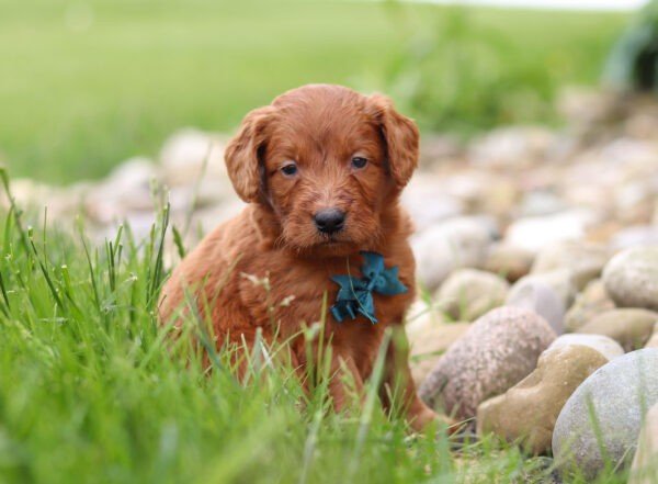 Brown, male, mini Goldendoodle, puppy, mini Goldendoodle puppies for sale, mini Goldendoodle puppies for sale in Ohio