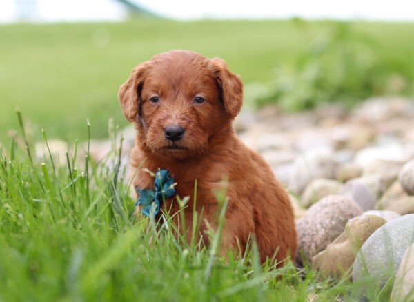 Brown, male, mini Goldendoodle, puppy, mini Goldendoodle puppies for sale, mini Goldendoodle puppies for sale in Ohio