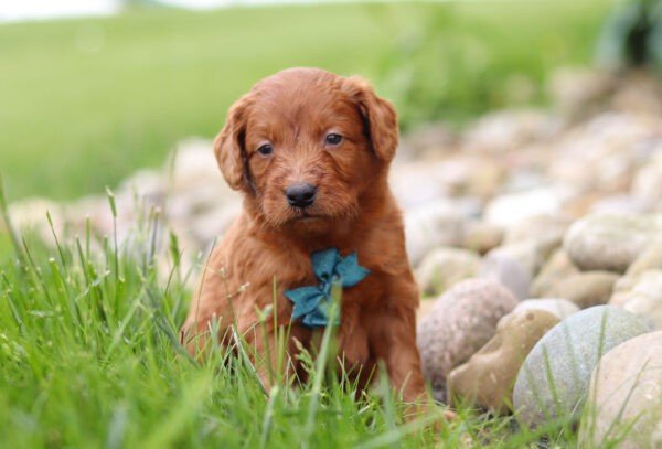 Brown, male, mini Goldendoodle, puppy, mini Goldendoodle puppies for sale, mini Goldendoodle puppies for sale in Ohio