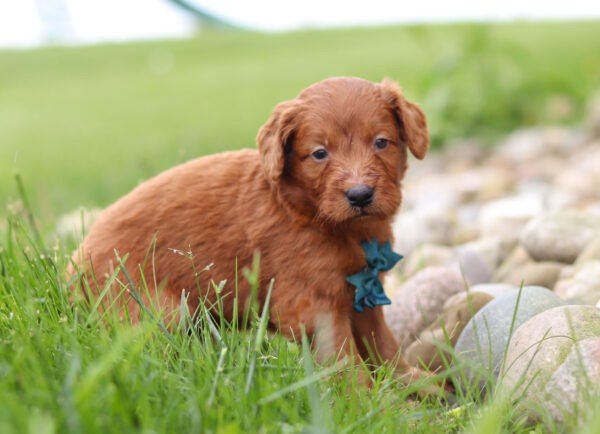 Brown, male, mini Goldendoodle, puppy, mini Goldendoodle puppies for sale, mini Goldendoodle puppies for sale in Ohio