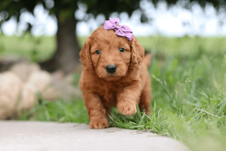 Brown, female, mini Goldendoodle puppy, mini Goldendoodle puppies for sale, mini Goldendoodles for sale in Ohio