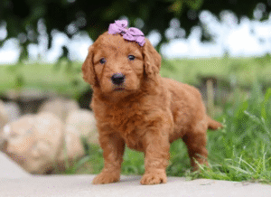 Brown, female, mini Goldendoodle puppy, mini Goldendoodle puppies for sale, mini Goldendoodles for sale in Ohio