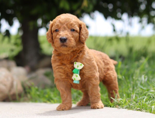 Brown, male, mini Goldendoodle, puppy, mini Goldendoodle puppies for sale, mini Goldendoodle puppies for sale in Ohio
