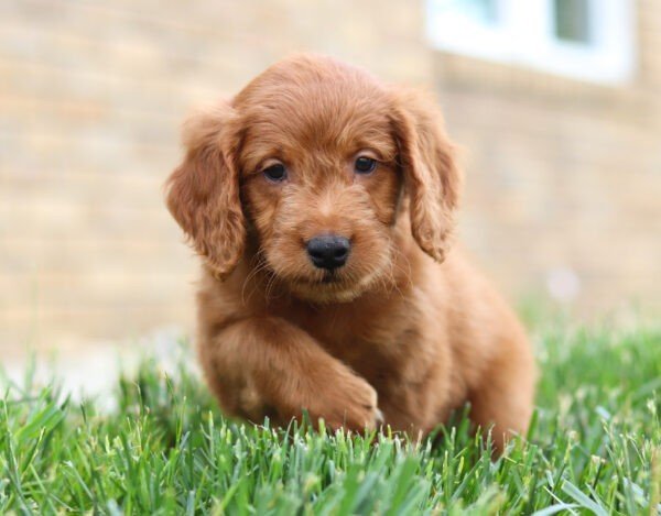 Finn