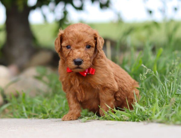 Brown, male, mini Goldendoodle, puppy, mini Goldendoodle puppies for sale, mini Goldendoodle puppies for sale in Ohio