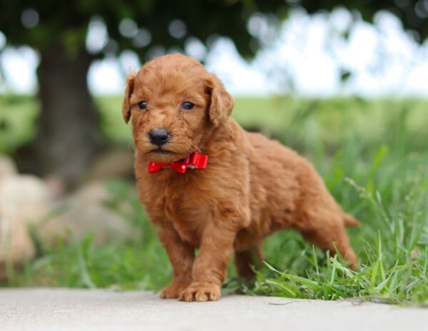 Brown, male, mini Goldendoodle, puppy, mini Goldendoodle puppies for sale, mini Goldendoodle puppies for sale in Ohio