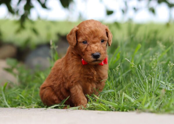 Brown, male, mini Goldendoodle, puppy, mini Goldendoodle puppies for sale, mini Goldendoodle puppies for sale in Ohio