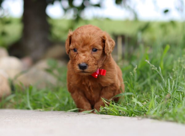Brown, male, mini Goldendoodle, puppy, mini Goldendoodle puppies for sale, mini Goldendoodle puppies for sale in Ohio