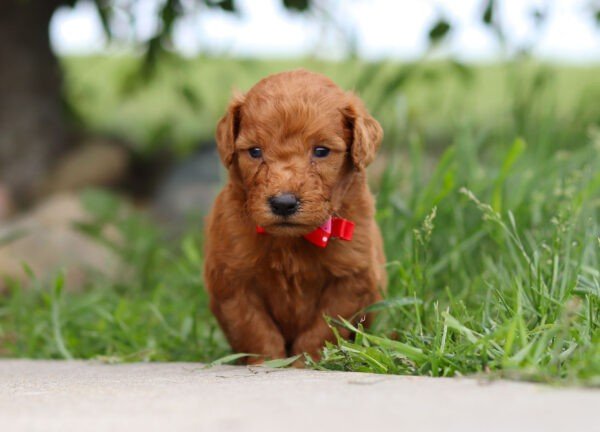 Brown, male, mini Goldendoodle, puppy, mini Goldendoodle puppies for sale, mini Goldendoodle puppies for sale in Ohio