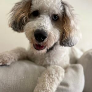 Mini Poodle