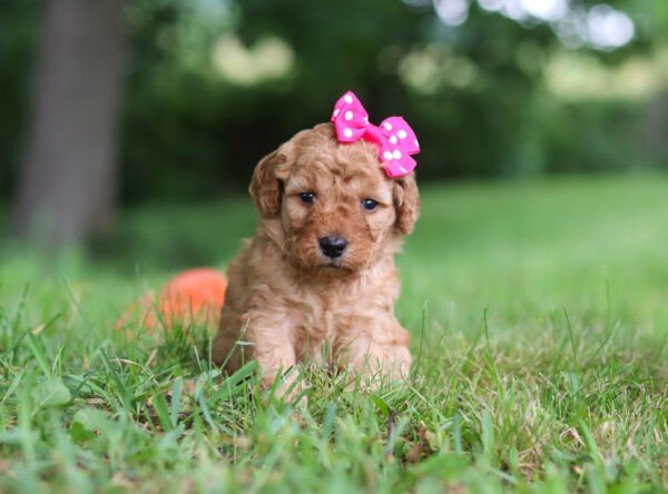 Hailey - Image 2