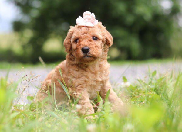 Holly - Image 7