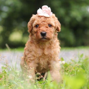 Holly