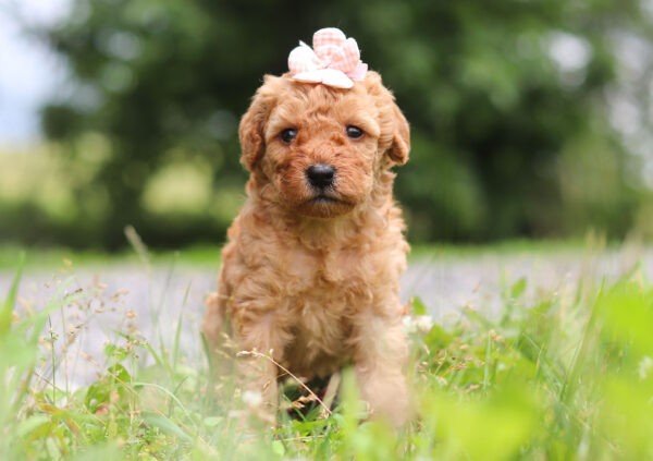 Holly