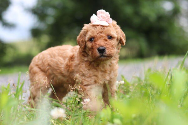Holly - Image 5