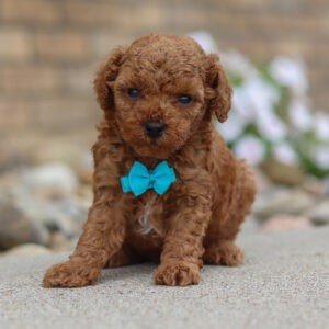 Rascal