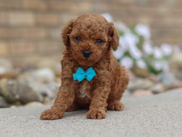Rascal