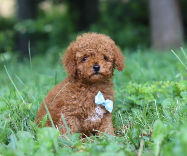 Rascal - Image 4
