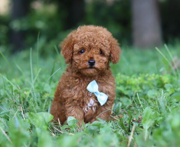 Rascal