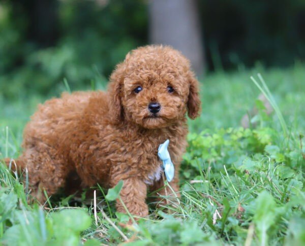 Rascal - Image 2