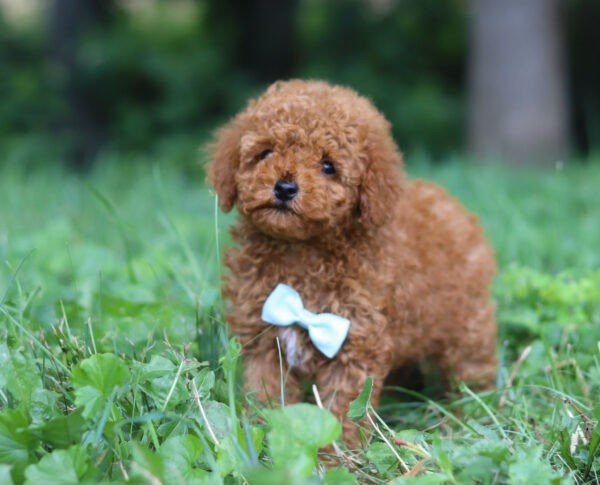 Rascal - Image 6