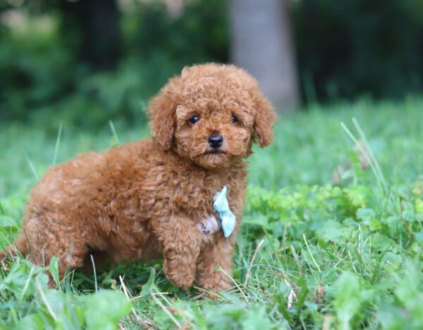Rascal - Image 5