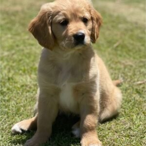 Miniature Golden Retriever