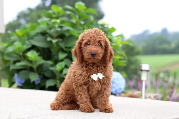 Harley, a red, female, Goldendoodle puppy for sale, Goldendoodle puppy for sale in Ohio