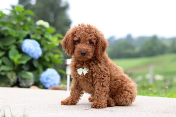Harley, a red, female, Goldendoodle puppy for sale, Goldendoodle puppy for sale in Ohio