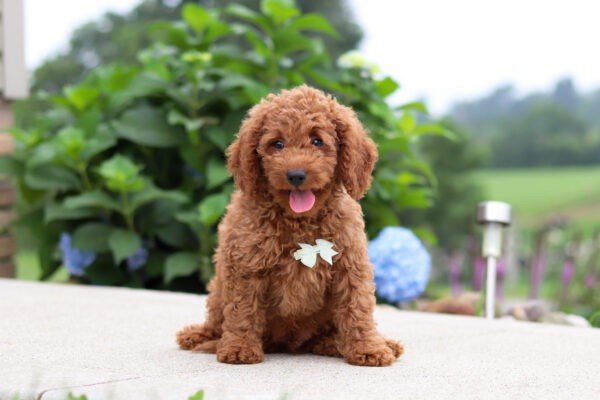 Harley, a red, female, Goldendoodle puppy for sale, Goldendoodle puppy for sale in Ohio