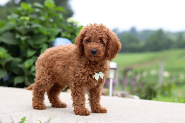 Harley, a red, female, Goldendoodle puppy for sale, Goldendoodle puppy for sale in Ohio