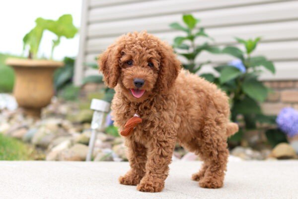 Harley, a red, female, Goldendoodle puppy for sale, Goldendoodle puppy for sale in Ohio